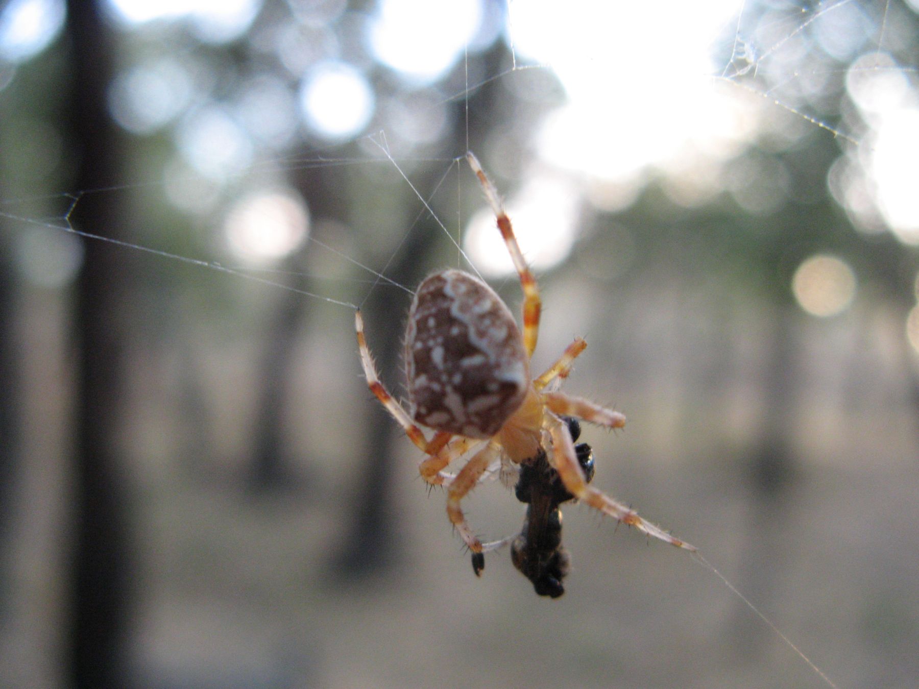 Araneus diadematus